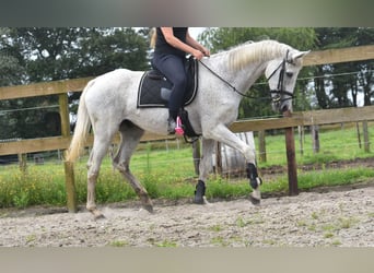 BWP (cheval de sang belge), Hongre, 21 Ans, 168 cm, Gris