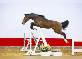 BWP (cheval de sang belge), Hongre, 2 Ans, 159 cm, Bai
