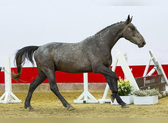 BWP (cheval de sang belge), Hongre, 3 Ans, 156 cm, Gris