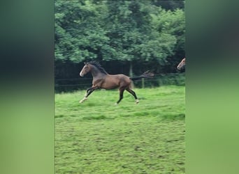 BWP (cheval de sang belge), Hongre, 3 Ans, 164 cm, Bai brun