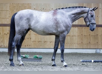 BWP (cheval de sang belge), Hongre, 3 Ans, 167 cm, Gris