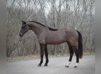 BWP (cheval de sang belge), Hongre, 3 Ans, 168 cm, Bai
