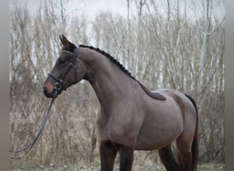 BWP (cheval de sang belge), Hongre, 3 Ans, 168 cm, Bai