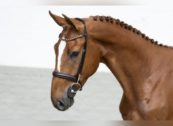 BWP (cheval de sang belge), Hongre, 3 Ans, 170 cm, Alezan brûlé
