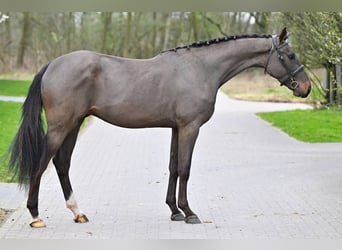 BWP (cheval de sang belge), Hongre, 3 Ans, 171 cm, Bai