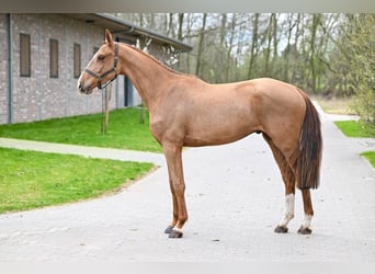 BWP (cheval de sang belge), Hongre, 3 Ans, 172 cm, Alezan brûlé
