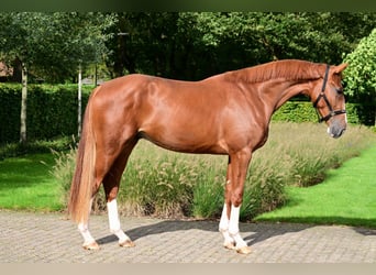 BWP (cheval de sang belge), Hongre, 3 Ans, 175 cm, Alezan