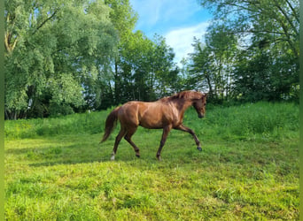 BWP (cheval de sang belge), Hongre, 4 Ans, 156 cm, Alezan brûlé