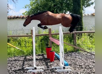 BWP (cheval de sang belge), Hongre, 4 Ans, 162 cm, Bai