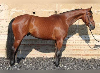 BWP (cheval de sang belge), Hongre, 4 Ans, 162 cm, Bai