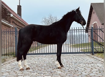 BWP (cheval de sang belge), Hongre, 4 Ans, 162 cm, Noir