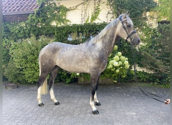 BWP (cheval de sang belge), Hongre, 4 Ans, 163 cm, Gris moucheté
