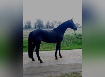 BWP (cheval de sang belge), Hongre, 4 Ans, 164 cm, Bai brun foncé