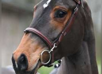 BWP (cheval de sang belge), Hongre, 4 Ans, 164 cm, Bai cerise