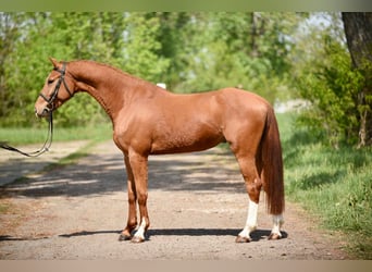 BWP (cheval de sang belge), Hongre, 4 Ans, 165 cm, Alezan