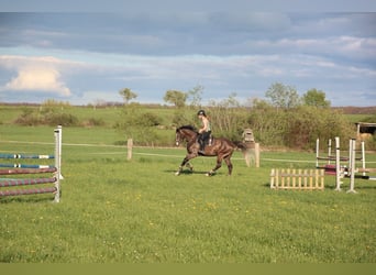 BWP (cheval de sang belge), Hongre, 4 Ans, 170 cm, Gris