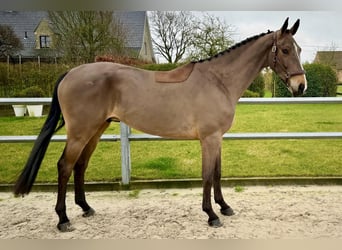 BWP (cheval de sang belge), Hongre, 4 Ans, 172 cm, Bai cerise