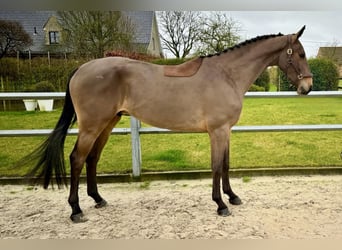 BWP (cheval de sang belge), Hongre, 4 Ans, 172 cm, Bai cerise