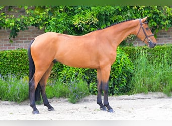 BWP (cheval de sang belge), Hongre, 4 Ans, 172 cm, Bai