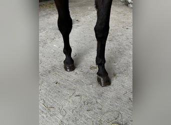 BWP (cheval de sang belge), Hongre, 4 Ans, Bai brun foncé