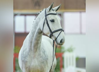 BWP (cheval de sang belge), Hongre, 4 Ans, Gris