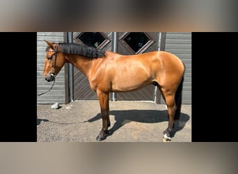 BWP (cheval de sang belge), Hongre, 5 Ans, 158 cm, Bai cerise