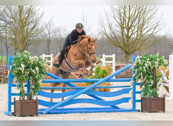BWP (cheval de sang belge), Hongre, 5 Ans, 162 cm, Alezan