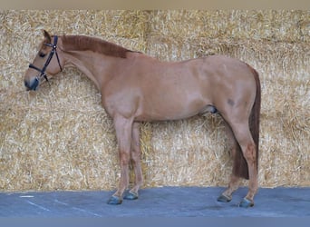 BWP (cheval de sang belge), Hongre, 5 Ans, 162 cm, Alezan