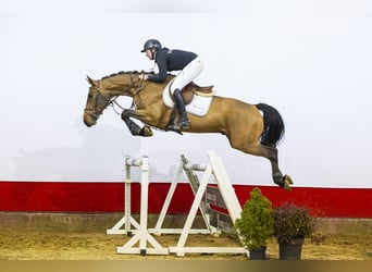 BWP (cheval de sang belge), Hongre, 5 Ans, 164 cm, Bai brun