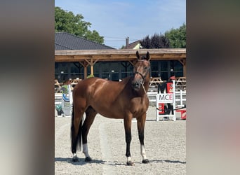 BWP (cheval de sang belge), Hongre, 5 Ans, 166 cm, Bai cerise
