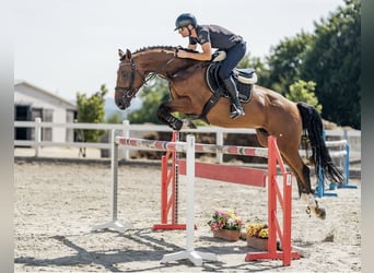 BWP (cheval de sang belge), Hongre, 5 Ans, 166 cm, Bai cerise