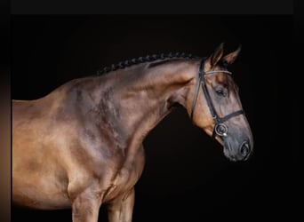BWP (cheval de sang belge), Hongre, 5 Ans, 166 cm, Bai cerise