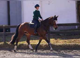 BWP (cheval de sang belge), Hongre, 5 Ans, 166 cm, Bai