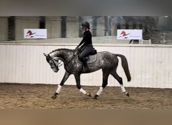 BWP (cheval de sang belge), Hongre, 5 Ans, 166 cm, Gris
