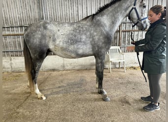 BWP (cheval de sang belge), Hongre, 5 Ans, 166 cm, Gris