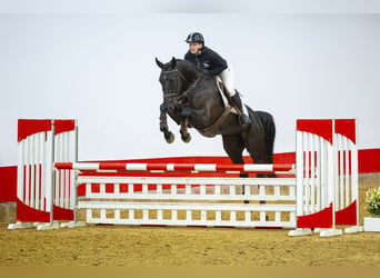 BWP (cheval de sang belge), Hongre, 5 Ans, 168 cm, Noir