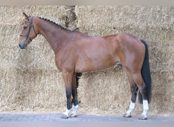 BWP (cheval de sang belge), Hongre, 5 Ans, 169 cm, Bai cerise