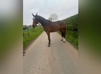 BWP (cheval de sang belge), Hongre, 5 Ans, 169 cm, Bai