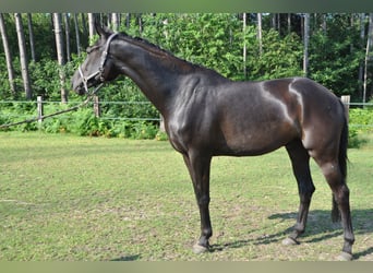 BWP (cheval de sang belge), Hongre, 5 Ans, 170 cm, Noir