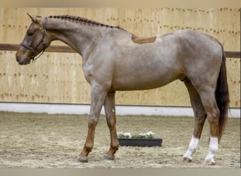 BWP (cheval de sang belge), Hongre, 5 Ans, 174 cm, Alezan brûlé
