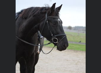 BWP (cheval de sang belge), Hongre, 5 Ans, 174 cm, Bai brun foncé