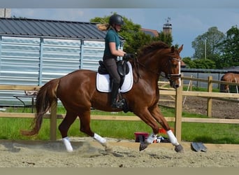 BWP (cheval de sang belge), Hongre, 5 Ans, 175 cm, Alezan