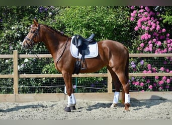 BWP (cheval de sang belge), Hongre, 5 Ans, 175 cm, Alezan