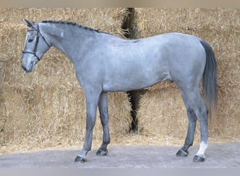 BWP (cheval de sang belge), Hongre, 5 Ans, 176 cm, Gris