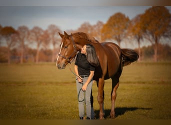 BWP (cheval de sang belge), Hongre, 5 Ans, 182 cm, Alezan