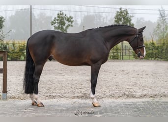 BWP (cheval de sang belge), Hongre, 5 Ans, Bai brun