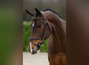 BWP (cheval de sang belge), Hongre, 6 Ans, 167 cm, Bai cerise