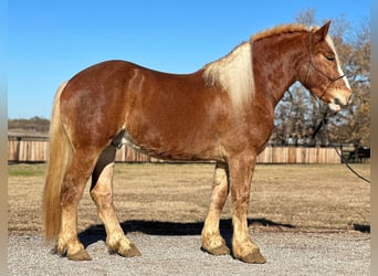 BWP (cheval de sang belge), Hongre, 6 Ans, 168 cm, Alezan brûlé