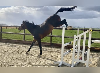 BWP (cheval de sang belge), Hongre, 6 Ans, 168 cm, Bai brun