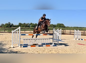 BWP (cheval de sang belge), Hongre, 6 Ans, 168 cm, Bai brun
